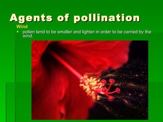 Agents of pollination Wind  pollen tend to be smaller and lighter in order to be carried by the wind. 