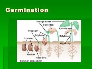Germination 