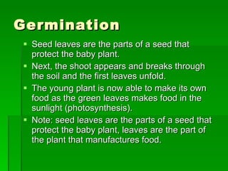 Germination Seed leaves are the parts of a seed that protect the baby plant. Next, the shoot appears and breaks through the soil and the first leaves unfold. The young plant is now able to make its own food as the green leaves makes food in the sunlight (photosynthesis). Note: seed leaves are the parts of a seed that protect the baby plant, leaves are the part of the plant that manufactures food.  