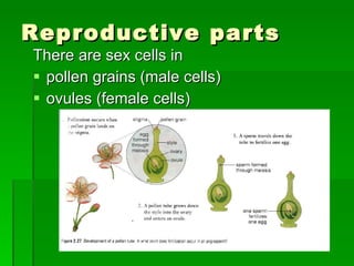 Reproductive parts There are sex cells in pollen grains (male cells) ovules (female cells) 