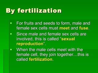 By fertilization For fruits and seeds to form, male and female sex cells must  meet  and  fuse . Since male and female sex cells are involved, this is called “ sexual reproduction ”.  When the male cells meet with the female cell, they join together…this is called  fertilization . 
