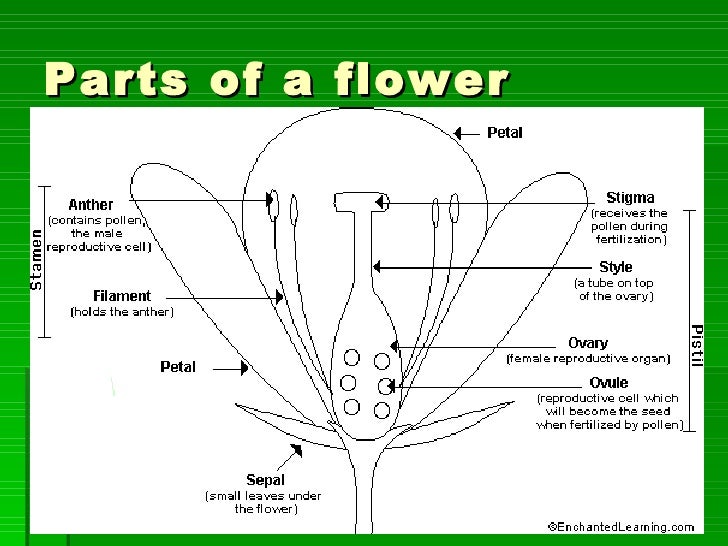 Worksheet 4th Grade Flower Diagram pollination fertilisation and germination