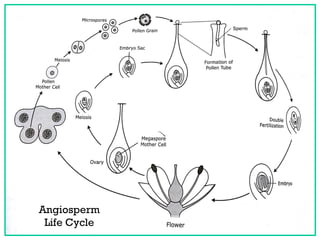 Pollination & Fertilization in Plants | PDF