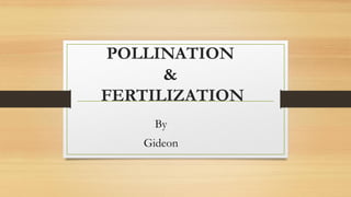 POLLINATION
&
FERTILIZATION
By
Gideon
 