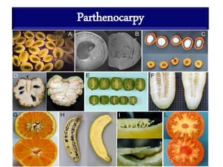 Pollination, Fruit set, Fruit drops, Causes of fruit drops ...