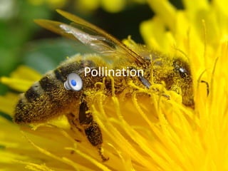 Pollination
 