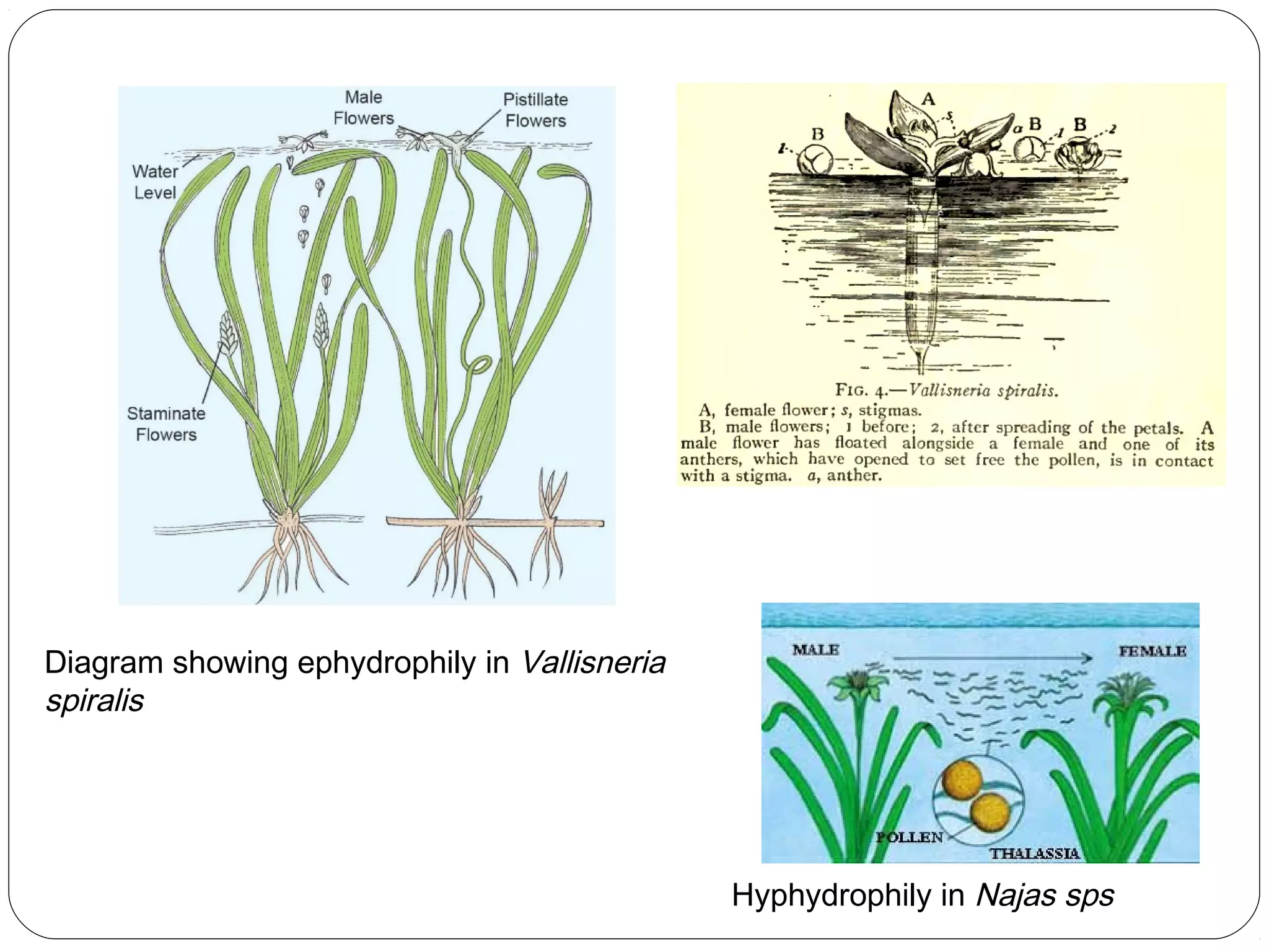 Diagram showing ephydrophily in Vallisneria
spiralis
Hyphydrophily in Najas sps
 