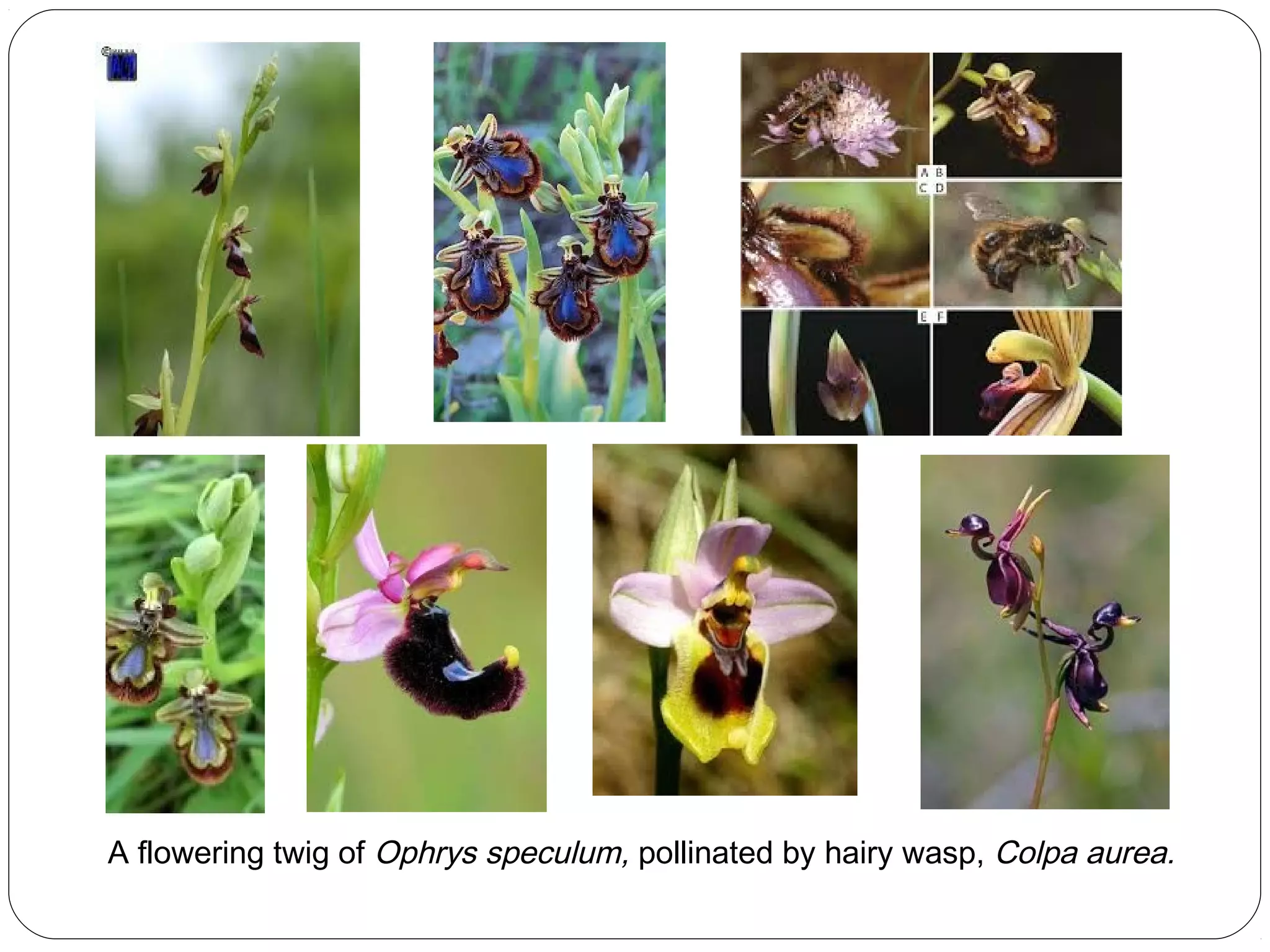 A flowering twig of Ophrys speculum, pollinated by hairy wasp, Colpa aurea.
 