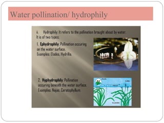 Pollination ppt | PPT