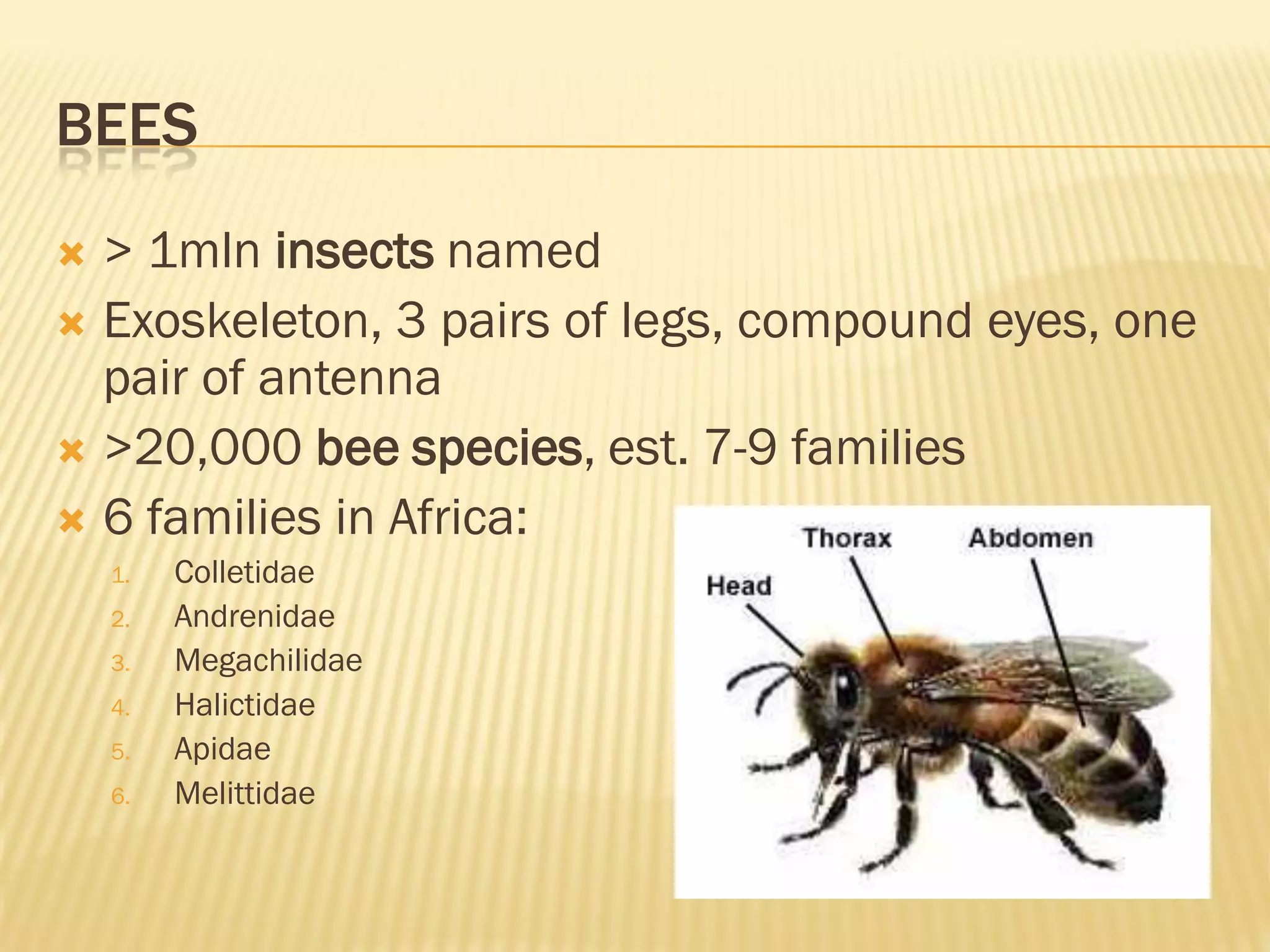 BEES
> 1mln insects named
Exoskeleton, 3 pairs of legs, compound eyes, one
pair of antenna
>20,000 bee species, est. 7-9 families
6 families in Africa:
1. Colletidae
2. Andrenidae
3. Megachilidae
4. Halictidae
5. Apidae
6. Melittidae