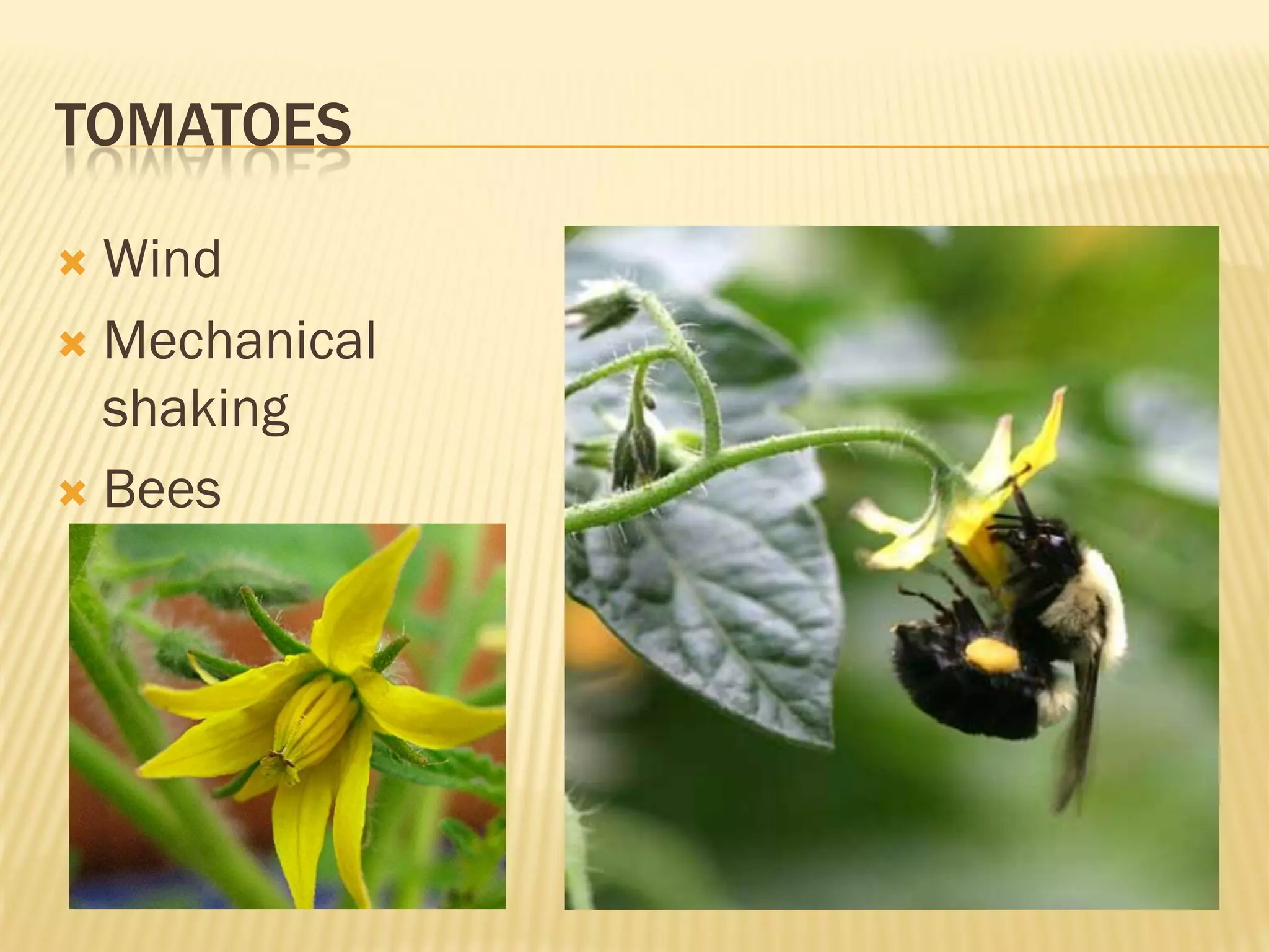 TOMATOES
Wind
Mechanical
shaking
Bees