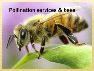 Pollination services & bees
 