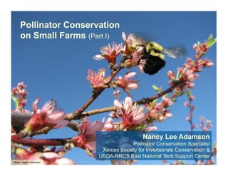 Pollinator Conservation
    on Small Farms (Part I)




                                         Nancy Lee Adamson
                                    Pollinator Conservation Specialist
                        Xerces Society for Invertebrate Conservation &
                       USDA-NRCS East National Tech Support Center
Photo: Nancy Adamson
 