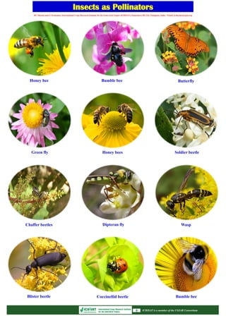 Insects as Pollinators
July 2014ICRISAT is a member of the CGIAR Consortium
Blister beetle Coccinellid beetle Bumble bee
Chaffer beetles Dipteran fly
Honey bees
Wasp
Green fly Soldier beetle
Honey bee Bumble bee Butterfly
ICRISAT is a member of the CGIAR ConsortiumICRISAT is a member of the CGIAR Consortium
HC Sharma and G Sivakumar, International Crops Research Institute for the Semi-Arid Tropics (ICRISAT), Patancheru 502 324, Telangana, India. *Email: h.sharma@cgiar.org
 