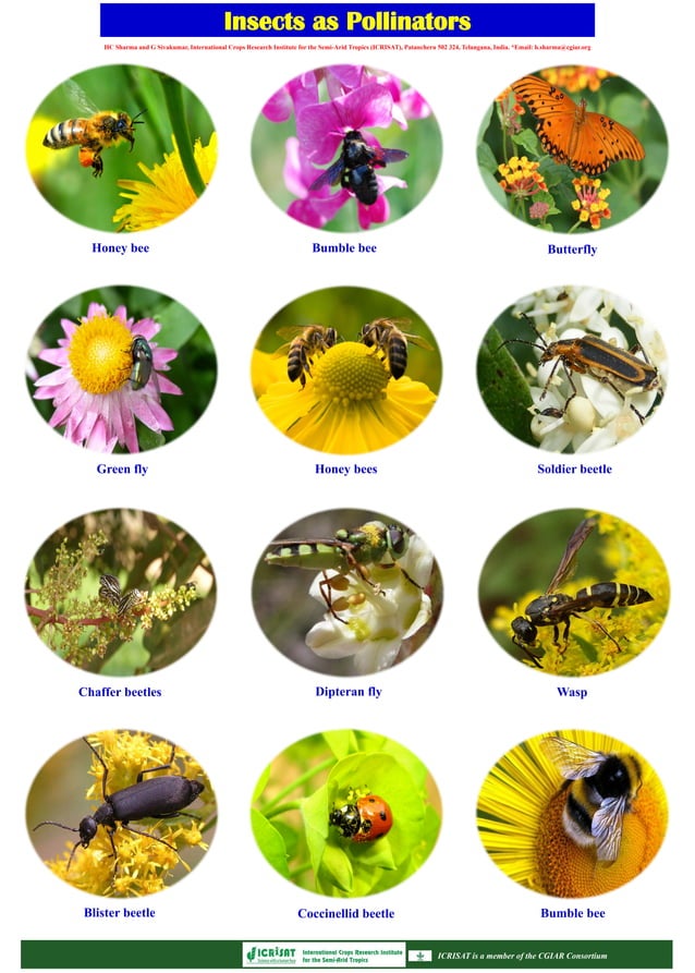 Insects Help Crops Grow Pollinators' Vital Role PDF
