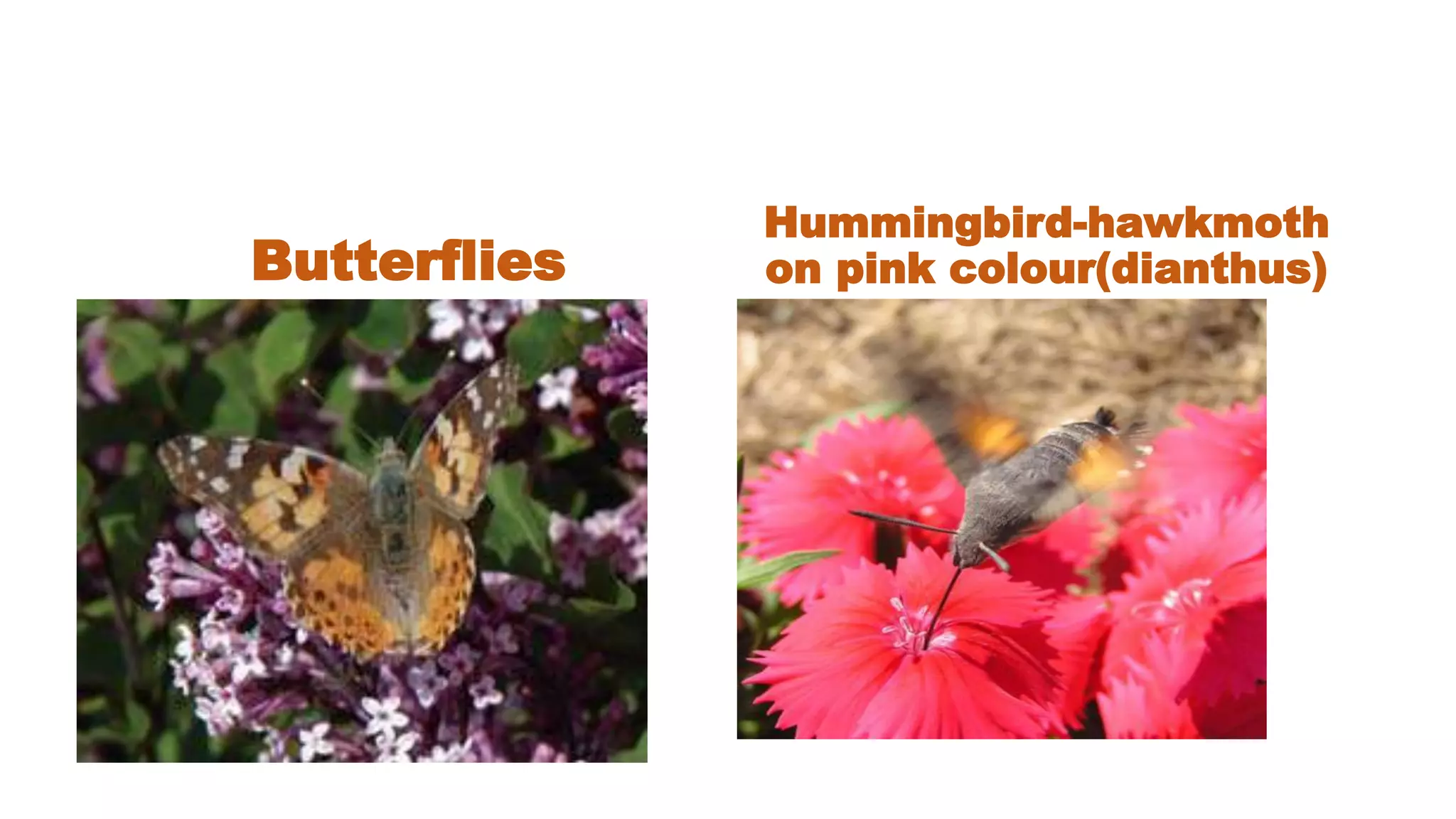 Pollinators and their types | PPTX