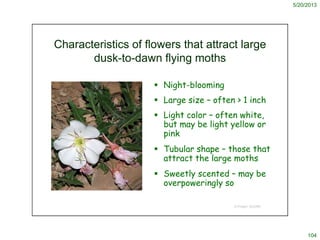 5/20/2013
104
© Project SOUND
Characteristics of flowers that attract large
dusk-to-dawn flying moths
 Night-blooming
 L...