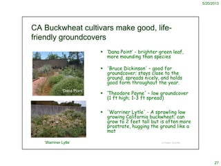 5/20/2013
27
© Project SOUND
CA Buckwheat cultivars make good, life-
friendly groundcovers
 ‘Dana Point’ - brighter green...