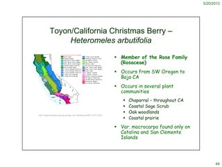 5/20/2013
44
Toyon/California Christmas Berry –
Heteromeles arbutifolia
 Member of the Rose Family
(Rosaceae)
 Occurs fr...