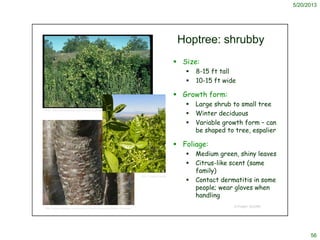 5/20/2013
56
© Project SOUND
Hoptree: shrubby
 Size:
 8-15 ft tall
 10-15 ft wide
 Growth form:
 Large shrub to small...