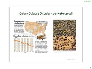 5/20/2013
6
Colony Collapse Disorder – our wake-up call
© Project SOUND
http://bee-rapture.blogspot.com/2009/04/found-caus...