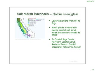 5/20/2013
77
 Lower elevations from OR to
Baja
 Moist places: Coastal salt
marsh, coastal salt scrub,
moist places near ...