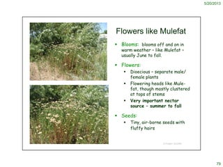 5/20/2013
79
© Project SOUND
Flowers like Mulefat
 Blooms: blooms off and on in
warm weather – like Mulefat –
usually Jun...