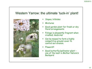 5/20/2013
91
Western Yarrow: the ultimate ‘tuck-in’ plant!
 Slopes, hillsides
 Mixtures
 Good garden plant for fresh or...