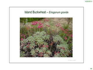 5/20/2013
98
© Project SOUND
Island Buckwheat – Eriogonum grande
 