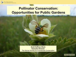 Photo:  Steve Hendrix Pollinator Conservation: Opportunities for Public Gardens Scott Hoffman Black Executive Director The Xerces Society for Invertebrate Conservation 