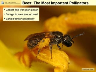 Bees: The Most Important Pollinators   Photo:  Rollin Coville <ul><li>Collect and transport pollen </li></ul><ul><li>Forag...