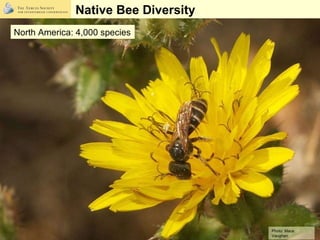 Pollinators in the Garden: Forging Partnerships for Native Insect Conservation Black