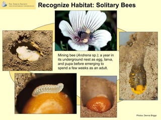 Pollinators in the Garden: Forging Partnerships for Native Insect Conservation Black