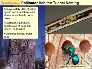 <ul><li>Approximately 30% of native species nest in hollow plant stems, or old beetle borer holes. </li></ul><ul><li>Nest ...