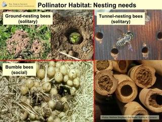 Pollinator Habitat:   Nesting needs Photos:  Matthew Shepherd; Eric Mader; Sydney A. Cameron Bumble bees (social) Tunnel-n...