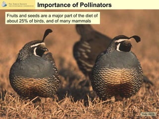 Importance of Pollinators Fruits and seeds are a major part of the diet of about 25% of birds, and of many mammals Photo: ...
