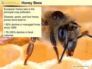 <ul><li>European honey bee is the principal crop pollinator. </li></ul><ul><li>Disease, pests, and low honey prices have l...