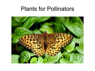 Plants for Pollinators 