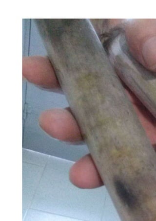 Pollinaza mas proteina 