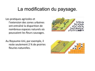 Les pratiques agricoles et
l’extension des zones urbaines
ont entraîné la disparition de
nombreux espaces naturels où
poussaient les fleurs sauvages.
Au Royaume-Uni, par exemple, il
reste seulement 2 % de prairies
fleuries naturelles.
La modification du paysage.
 