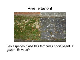 Vive le béton!
Les espèces d’abeilles terricoles choisissent le
gazon. Et vous?
 