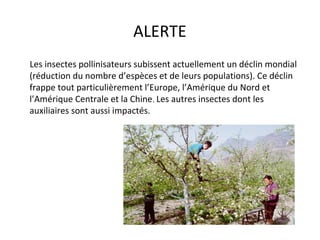 ALERTE
Les insectes pollinisateurs subissent actuellement un déclin mondial
(réduction du nombre d’espèces et de leurs populations). Ce déclin
frappe tout particulièrement l’Europe, l’Amérique du Nord et
l’Amérique Centrale et la Chine. Les autres insectes dont les
auxiliaires sont aussi impactés.
 