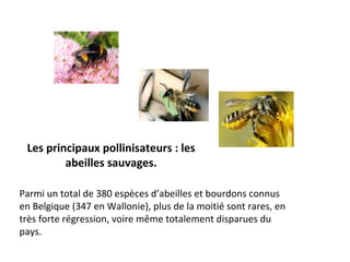 Les principaux pollinisateurs : les
abeilles sauvages.
Parmi un total de 380 espèces d’abeilles et bourdons connus
en Belgique (347 en Wallonie), plus de la moitié sont rares, en
très forte régression, voire même totalement disparues du
pays.
 