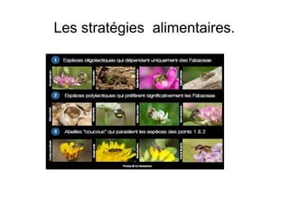 Les stratégies alimentaires.
 