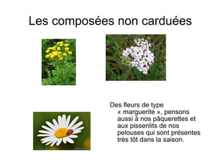 Les composées non carduées
Des fleurs de type
« marguerite », pensons
aussi à nos pâquerettes et
aux pissenlits de nos
pelouses qui sont présentes
très tôt dans la saison.
 