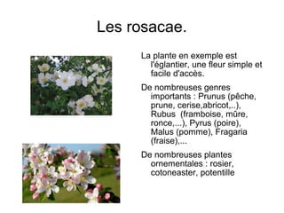 Les rosacae.
La plante en exemple est
l'églantier, une fleur simple et
facile d'accès.
De nombreuses genres
importants : Prunus (pêche,
prune, cerise,abricot,..),
Rubus (framboise, mûre,
ronce,...), Pyrus (poire),
Malus (pomme), Fragaria
(fraise),...
De nombreuses plantes
ornementales : rosier,
cotoneaster, potentille
 