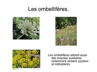 Les ombellifères.
Les ombellifères attirent aussi
des insectes auxiliaires
notamment certains syrphes
et coléoptères
 