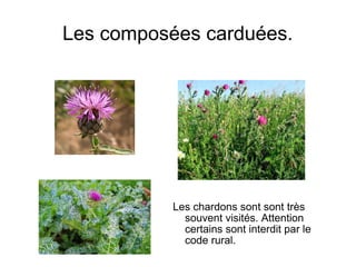 Les composées carduées.
Les chardons sont sont très
souvent visités. Attention
certains sont interdit par le
code rural.
 