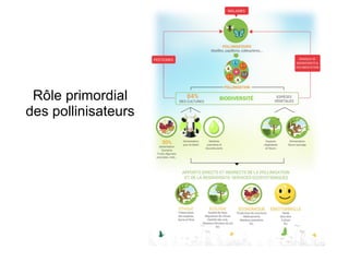Rôle primordial
des pollinisateurs
 