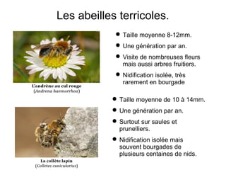 Les abeilles terricoles.
 Taille moyenne 8-12mm.
 Une génération par an.
 Visite de nombreuses fleurs
mais aussi arbres fruitiers.
 Nidification isolée, très
rarement en bourgade
 Taille moyenne de 10 à 14mm.
 Une génération par an.
 Surtout sur saules et
prunelliers.
 Nidification isolée mais
souvent bourgades de
plusieurs centaines de nids.
 